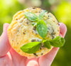 Sun-Dried Tomato, Mozzarella & Basil Egg Bites
